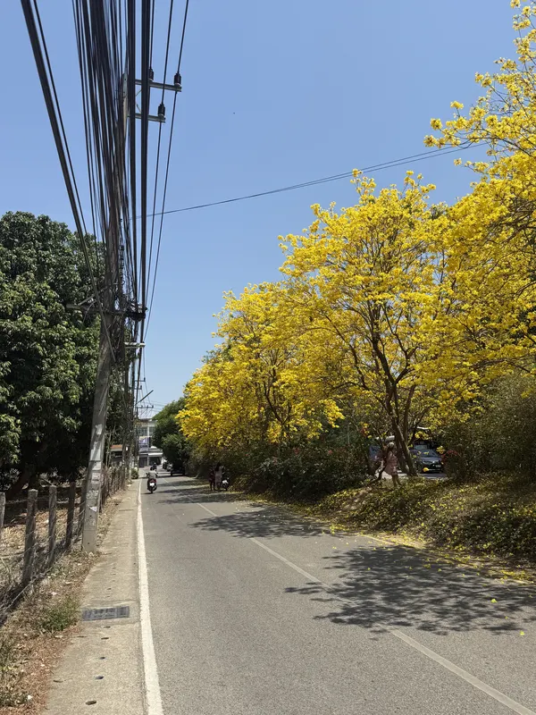 Tabebuia trees in full yellow bloom arching over a Jed Yod soi, Chiang Mai